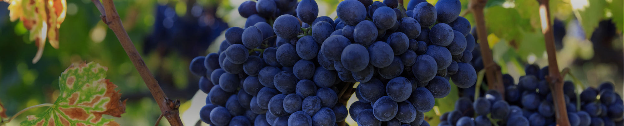 Cabernet Sauvignon