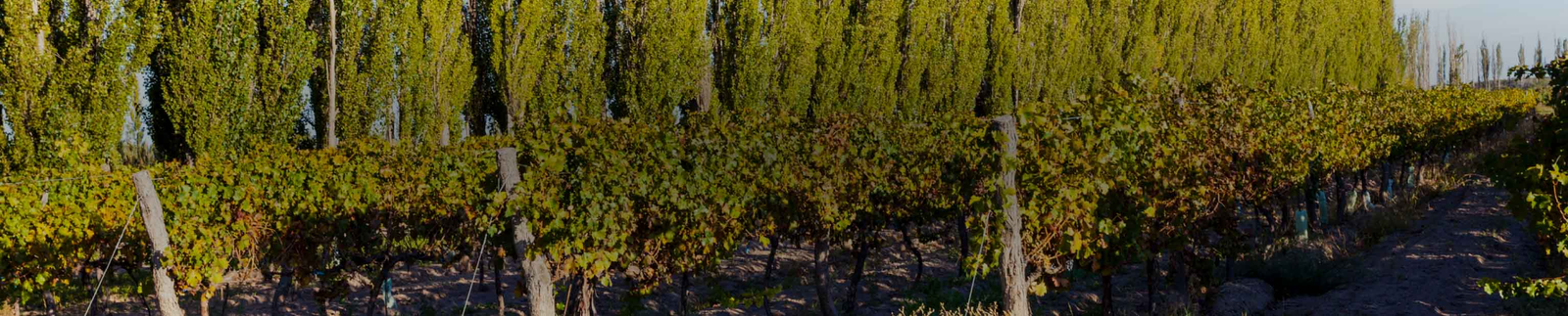 Bodega Chacra - Patagonia