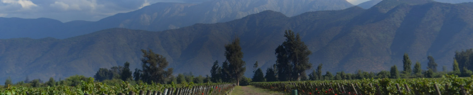 De Martino Winery Collection
