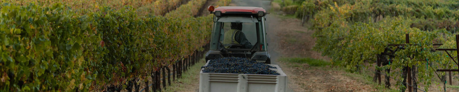 Diamond Creek Vineyards Collection