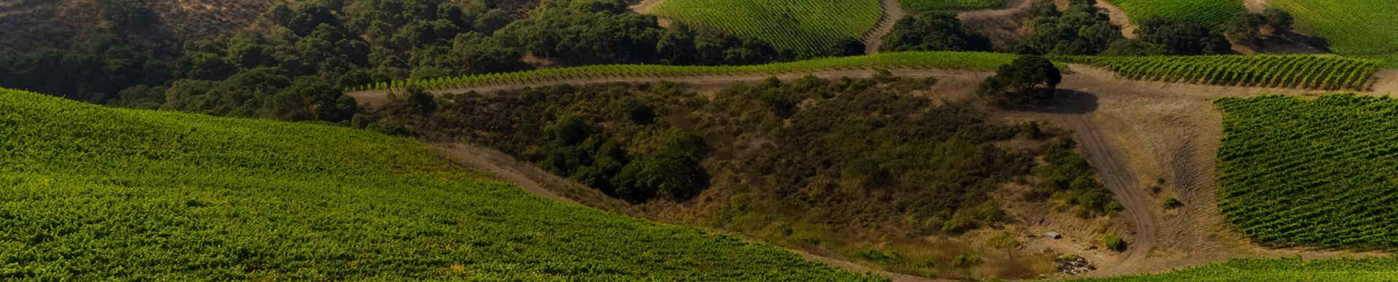Screaming Eagle Wines
