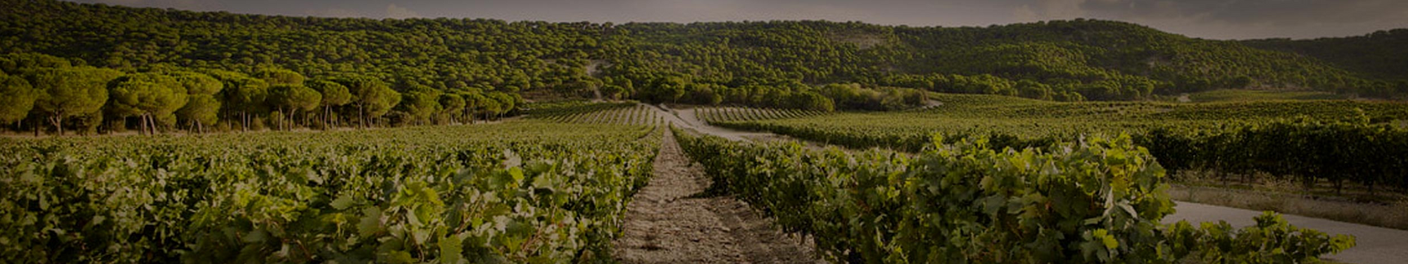 Vega Sicilia Wines